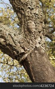 A corkwood tree. Commiphora spp.