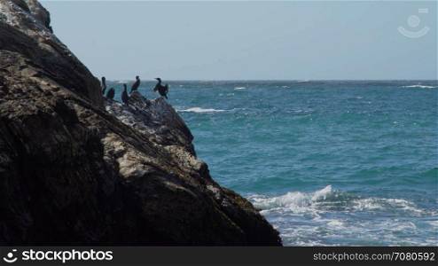 A cormorant suns itself on the rocks near Spoonera??s Cove Beach