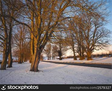 A counrty road through trees in winter - North Yorkshire in northeast England.