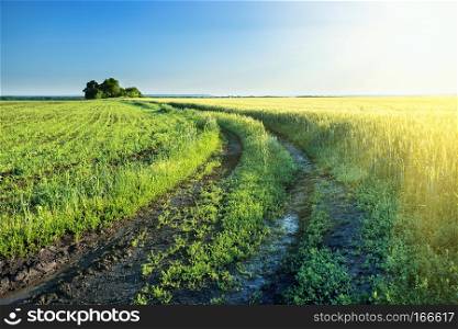 A country road in a field with green wheat ears under a bright sun. A country road in a field with green wheat ears