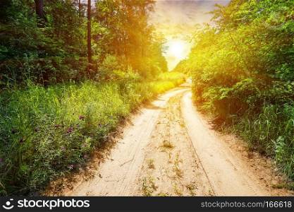 A country road in a forest with green grass and trees. The concept of travel, freedom and recreation. Summer. A country road in a forest with green grass and trees