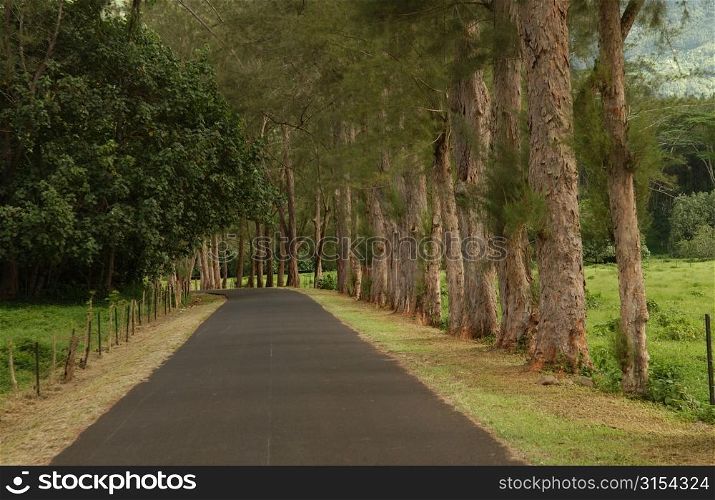 A country road lined with trees, Moorea, Tahiti, French Polynesia, South Pacific