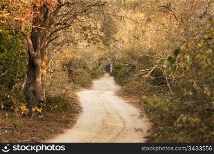 A country road meanders through a sand forest on a grame preserve in South Africa. This is a nice pastoral scene of a long and windy path.