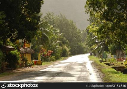 A country road with dense vegetation around it, Moorea, Tahiti, French Polynesia, South Pacific