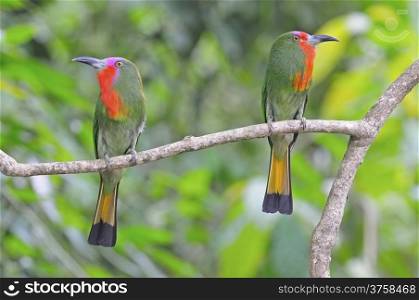 A couple lover of Red-bearded Bee-eater standing on a branch