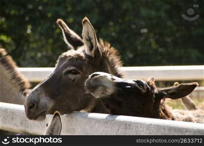 A couple of donkeys outdoors