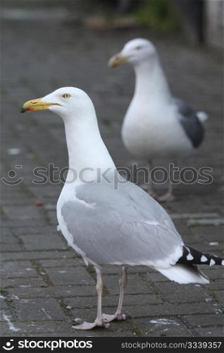 A couple of sea gulls walking on the pavement