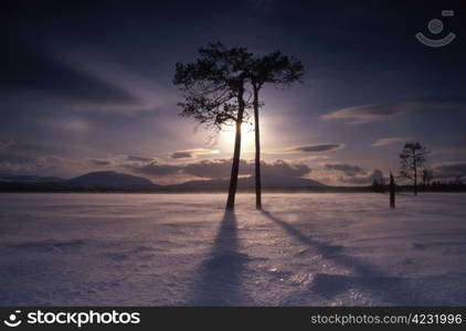 A couple of tall trees in the frozen land in winter