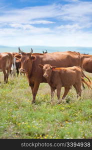 a cow and its calf among a grazing herd