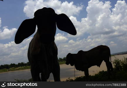 a cow at the Mekong River in the Naturepark Sam Phan Bok near Lakhon Pheng on the Mekong River in the Provinz Amnat Charoen in the northwest of Ubon Ratchathani in the Region of Isan in Northeast Thailand in Thailand.&#xA;