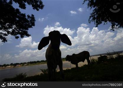 a cow at the Mekong River in the Naturepark Sam Phan Bok near Lakhon Pheng on the Mekong River in the Provinz Amnat Charoen in the northwest of Ubon Ratchathani in the Region of Isan in Northeast Thailand in Thailand.&#xA;