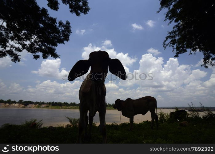 a cow at the Mekong River in the Naturepark Sam Phan Bok near Lakhon Pheng on the Mekong River in the Provinz Amnat Charoen in the northwest of Ubon Ratchathani in the Region of Isan in Northeast Thailand in Thailand.&#xA;