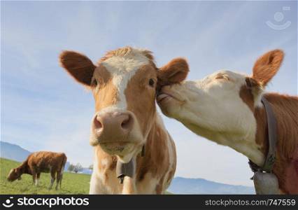 A cow giving affection to another