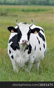 A cow in a field
