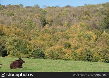 A cow lying down in a farmers field