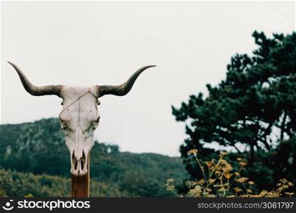 A cow skull in a wooden trunk in front of some giant mountains with copy space