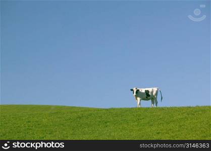 A Cow Standing Alone On The Horizon