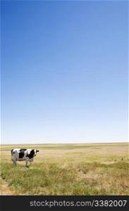 A cow standing dumbfounded on the prairies with large copy space in the sky and grass