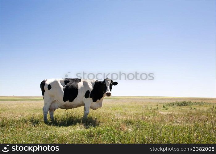 A cow standing dumbfounded on the prairies with large copy space in the sky and grass