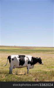 A cow standing swatting flies with it&rsquo;s tail on the prairies with large copy space in the sky