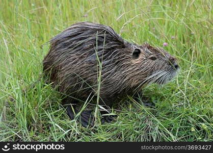 a coypu in a field