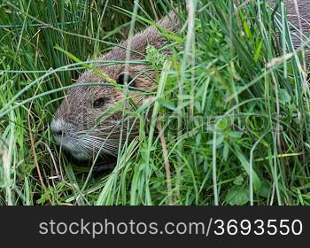 a coypu in a field