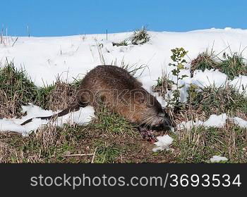 A coypu in the snow