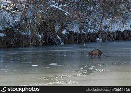 A coypu walking on a frozen lake