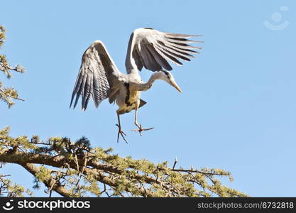 A Crane in flight frozen in mid air as it is about to land