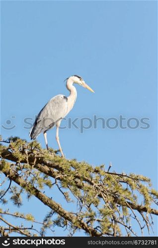 A Crane standing tall on the branches of a tree