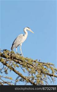 A Crane standing tall on the branches of a tree
