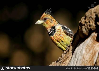 A crested barbet (Trachyphonus vaillantii) sitting in a tree, South Africa