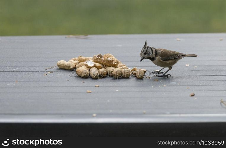 a crested tit seeks seeds for the winter on the garden table