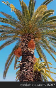 A Cretan date palm, Phoenix theophrastii, against a blue sky on its native island.