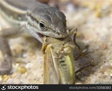 A cricket swallowed by a lizard