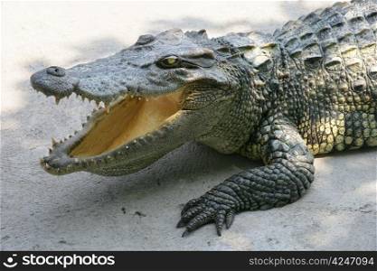 A crocodile in Thailand.