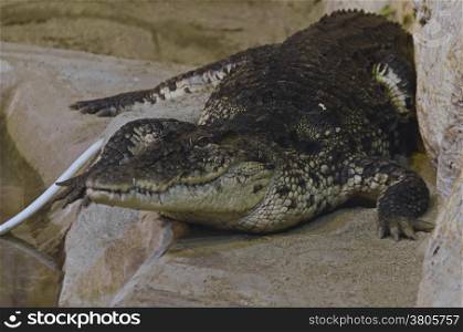 A crocodile recline and look calmly in the cage at zoo Sofia