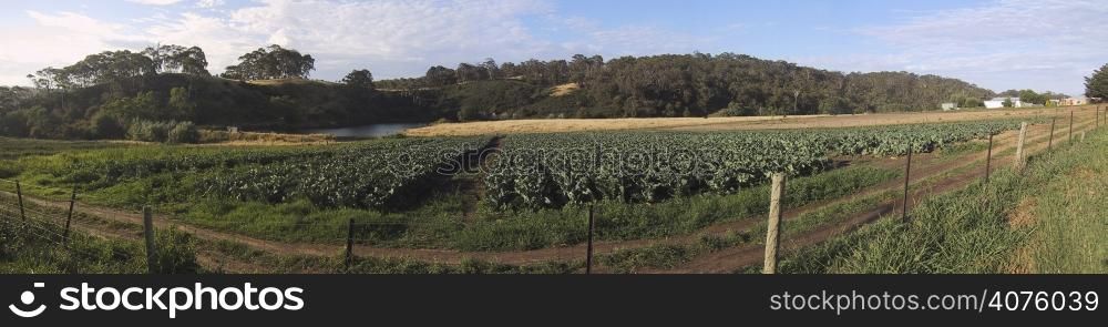 A crop field on side of the road. Panoramic view. Australian Landscape.