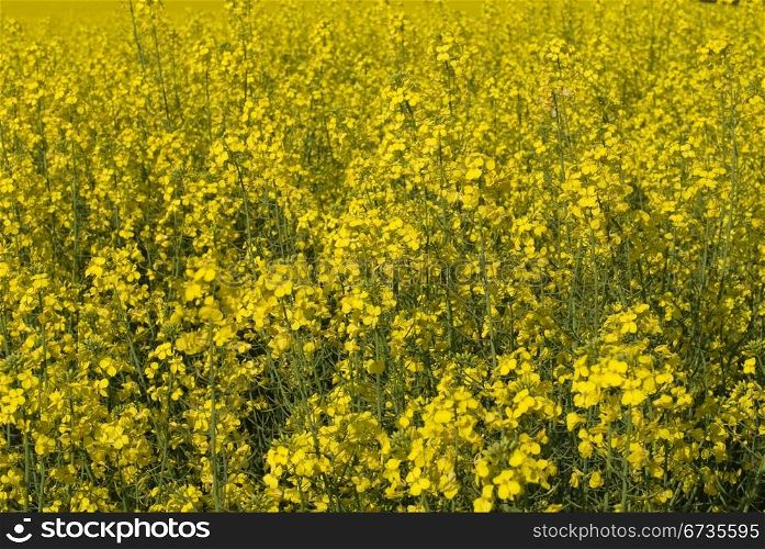 A crop of Canola, in full Spring bloom