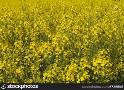 A crop of Canola, in full Spring bloom