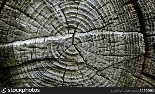 A cross section of a tree stump.