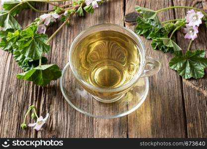 A cup of herbal tea with fresh blooming dwarf mallow