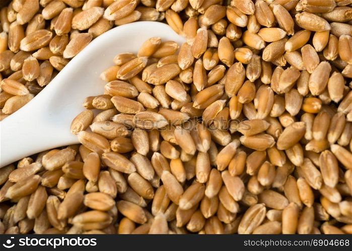 A cup of Red Wheat Berries with spoon