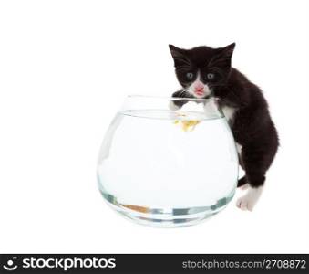 A curious baby kitten samples the water, while a young goldfish hovers barely below the surface, curious about the cat.