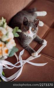 A curious kitten is playing with a wedding bouquet.. A gray fluffy kitten is playing with a wedding bouquet 3969.