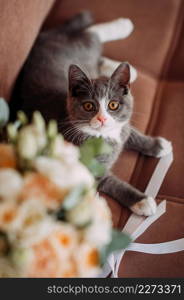 A curious kitten is playing with a wedding bouquet.. A gray fluffy kitten is playing with a wedding bouquet 3970.