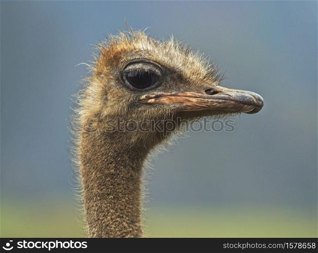 A curious ostrich watching and looking at the camera