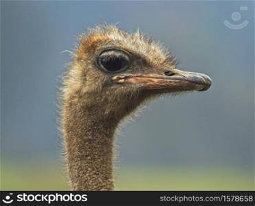 A curious ostrich watching and looking at the camera
