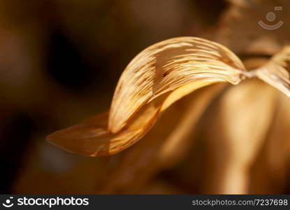 A curved, brown leaf glows in a fall forest. . Brown Curved Leaf