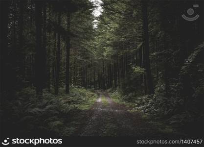 A curvy narrow muddy road in a dark forest surrounded by greenery and a little light coming from above. Curvy narrow muddy road in a dark forest surrounded by greenery and a little light coming from above